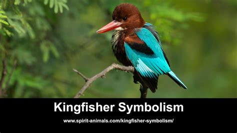 Kingfisher Symbolism - YouTube