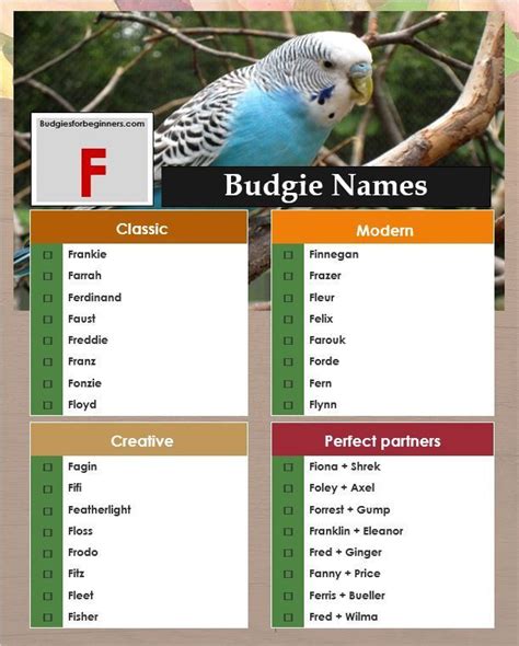 The Ultimate Guide To Parakeet Names In 2023 - BIRD LOVER