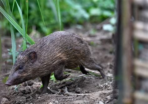 "Conservationists working to save the endangered pygmy hog (Porcula ...