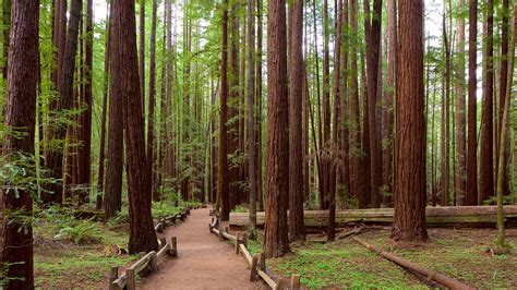 Armstrong Redwoods State Park in Guerneville, California | Expedia