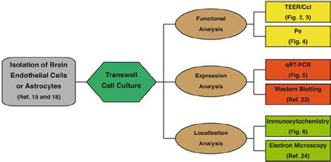 Schematic representation of different assays that can be performed with... | Download Scientific ...