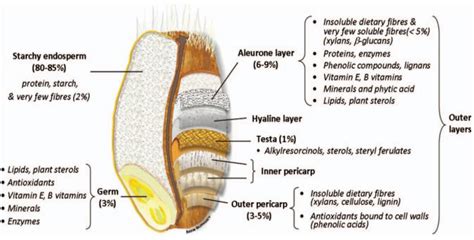 Foods | Free Full-Text | The Wheat Aleurone Layer: Optimisation of Its Benefits and Application ...