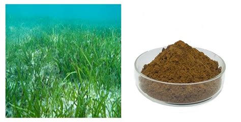 China Best Brown Seaweed Extract Powder Manufacturers, Suppliers and ...