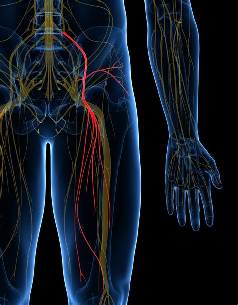 Femoral Nerve Block | kidSONO