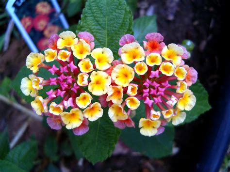 Facts About the Lantana Flower | Dengarden