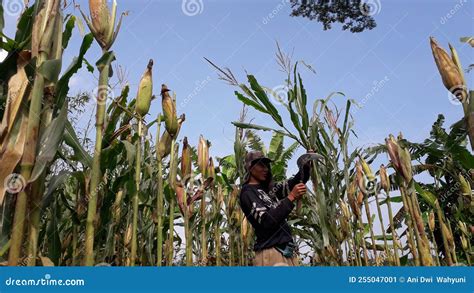 Banjarnegara, September 2022. a Young Men Farmer is on the Corn Garden Java Indonesia Editorial ...