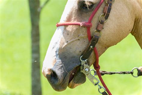 Eastern Equine Encephalitis: Causes, Symptoms and Prevention | Live Science