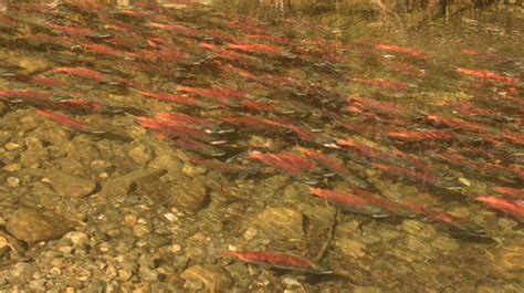 Everything You Need to Know About Kokanee Salmon Colorado - Guide Recommended