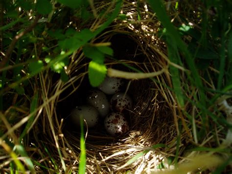 eastern meadowlark nest - eggs | Patuxent River, Maryland, U… | Flickr