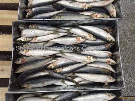 100-120Pcs sardine bait for fishing sardine bait for sale products,China 100-120Pcs sardine bait ...