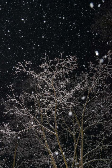 Branches of trees at night during a snowfall | Stock image | Colourbox