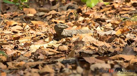 Bird Watching In Jim Corbett Park | Waytoindia.com