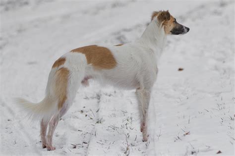 Silken Windhound - Temperament, Lifespan, Shedding, Puppy