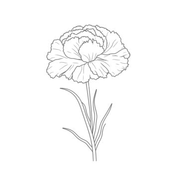 Carnation Flower Outline PNG, Vector, PSD, and Clipart With Transparent ...