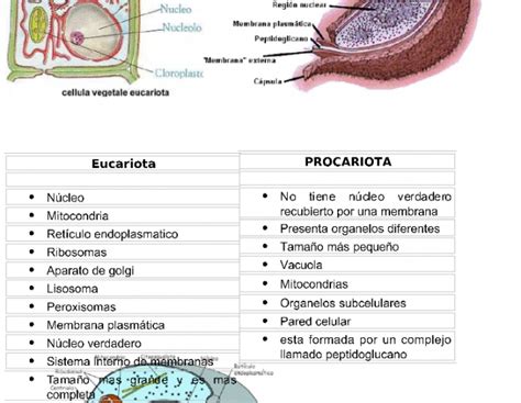 Cuadros comparativos entre célula procariota y eucariota | Cuadro Comparativo | Procariota y ...