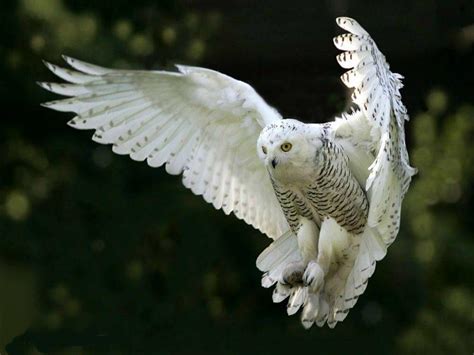 Snowy Owl In Flight Wallpaper