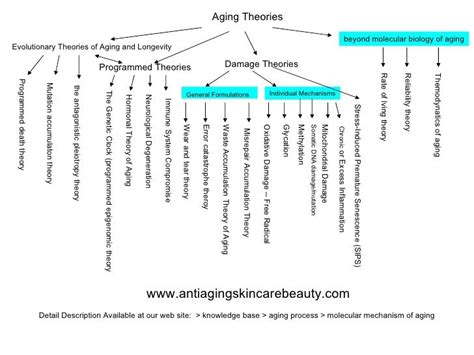 Pin by Evie Cotten on Older Adult Therapy | Theories of aging ...