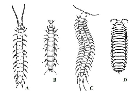 Myriapods | School of Geosciences | The University of Aberdeen