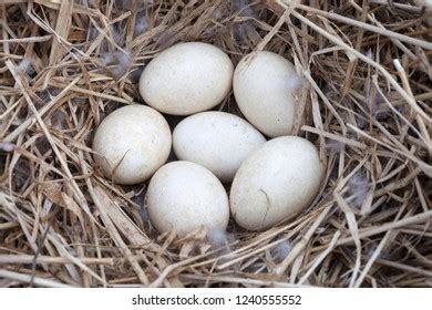 Greylag Goose Photo Stock Photos and Pictures - 476 Images | Shutterstock