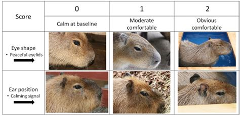 The Capybaras in Bath Memes Are Actually Scientifically Accurate