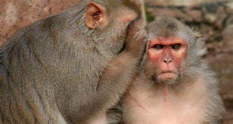 Monkeys have vocal tools, but not brains, to talk like humans