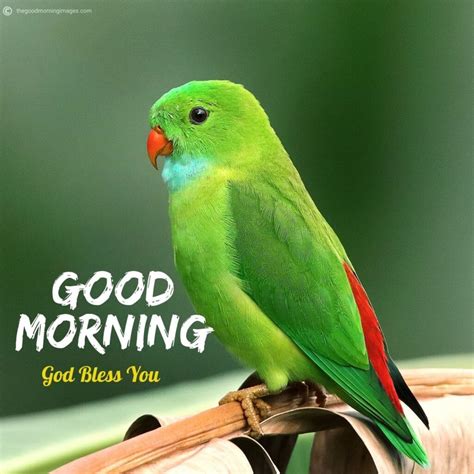 50+ Best Good Morning Birds Images To Wish Anyone [2020]