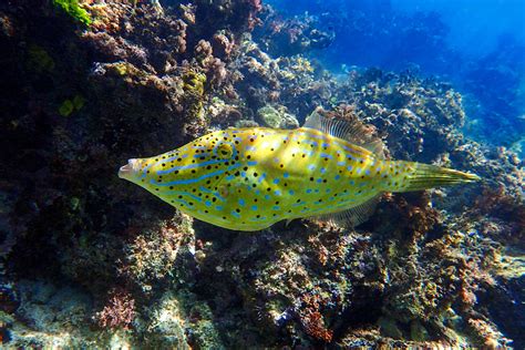 Filefish - Hobbyist & Retailers | Piscine Energetics