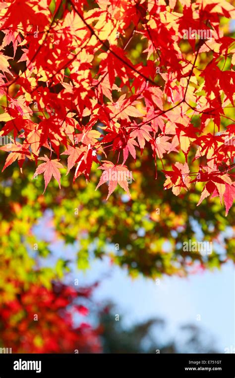 Autumn leaves in Japan Stock Photo - Alamy