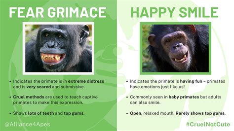 Chimp Faces: Noticing & Reading Facial Expressions - Project Chimps