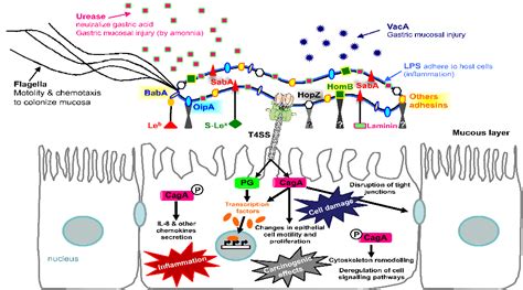 Recombinant Helicobacter Pylori Antigens — For Vaccine Research and Development - Creative ...