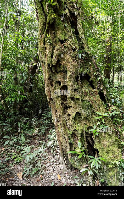 Belian or Borneo Ironwood tree, dead trunk resisting rotting in the rainforest, Gunung Mulu ...