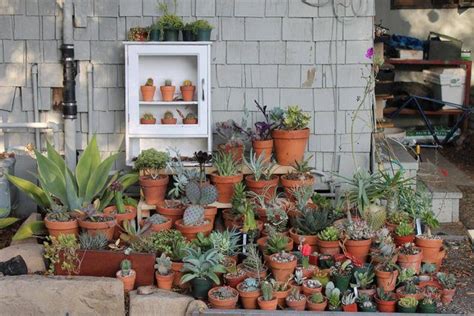 succulents...will b my backyard!!!!!! | Xeriscape, Succulents, Houseplants