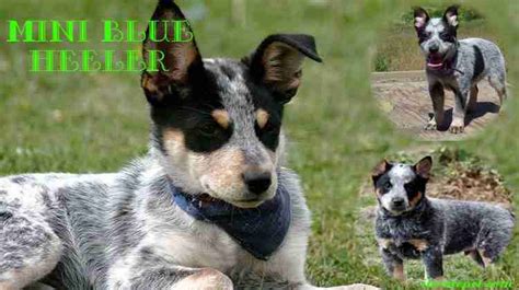 Mini Blue Heeler - Mini Australian Cattle Dog [Explained] - iHomePet