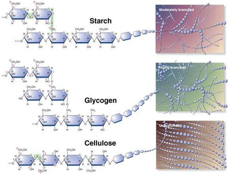 Describe the Similarities and Differences Between Glycogen and Starch