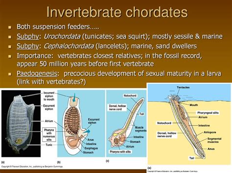 Vertebrate Evolution and Diversity - ppt download