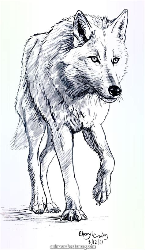 Pin by +33 7 on Dessins | Animal sketches, Animal drawings, Wolf sketch