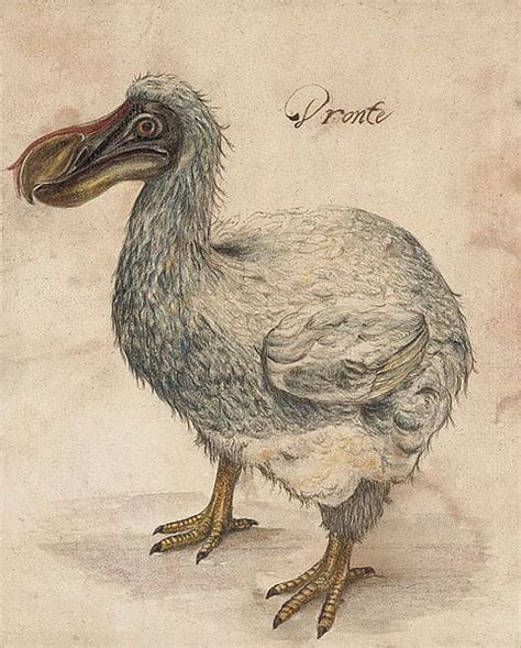 Discover 2 of the 3 Reasons Why the Dodo Bird Went Extinct - AZ Animals