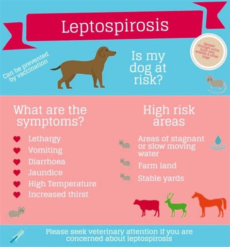 Do Dogs Need A Leptospirosis Vaccine