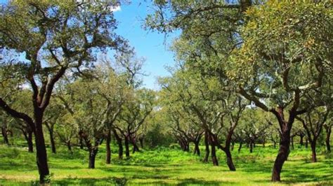 El bosque mediterráneo se reducirá a matorral en 100 años por el cambio ...