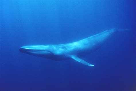 Antarctic Blue Whales