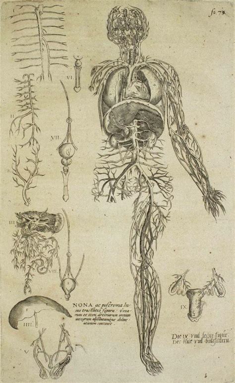 Andrea Vesalio - The Muscles - De Humani Corporis Fabrica - by Andrea Vesalio - 1642 For Sale at ...