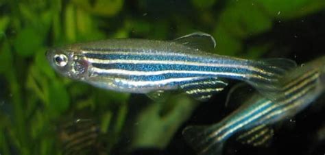 Zebra Danio Care Guide (Diet, Tank and Breeding) | Fish Keeping Advice