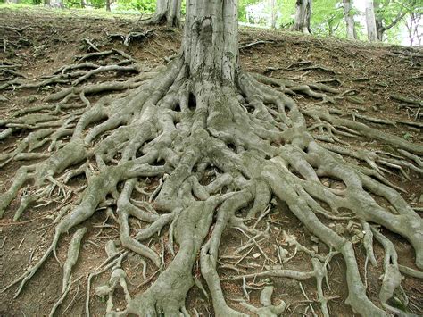 Free picture: roots, big, old, tree