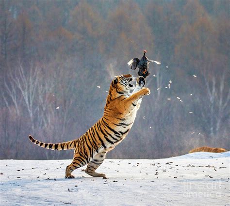 Siberian tiger in a jump catches its prey wildlife photo Photograph by Thomas Jones