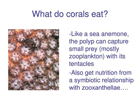 PPT - Coral Bleaching 101 PowerPoint Presentation - ID:154400