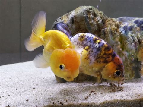 Feeding Time – What to feed the goldfish? – My Goldfish Is Alive!