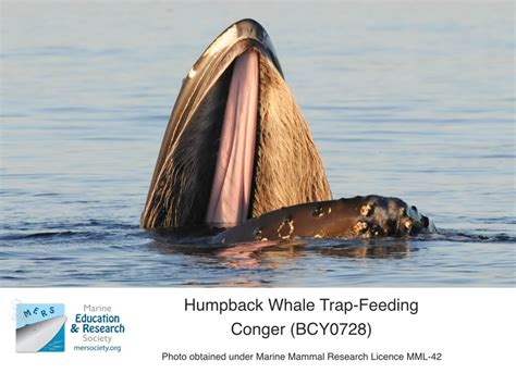 Humpback Whale Breeding