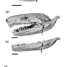 The caecilian skull. A, B, and C are dorsal, palatal and lateral views ...