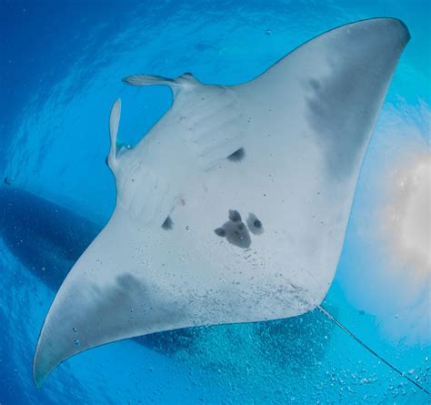 Scientists discover world’s first known manta ray nursery | The Spokesman-Review