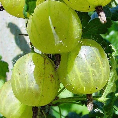 Hinnonmaki Green Gooseberry Bush – Roots Plants